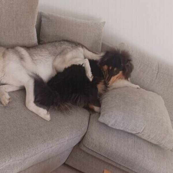 Hund - Husky/Malamute & Långhårig collie