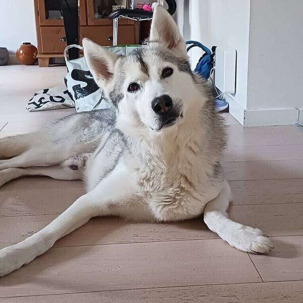Hund - Husky/Malamute & Långhårig collie