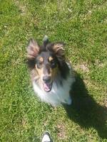 Collie valpen Guinness