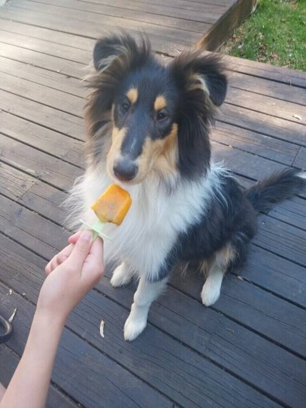 Hund - Collie valpen Guinness 