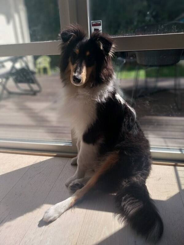 Hund - Collie valpen Guinness 