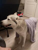 Huskyn Everest 