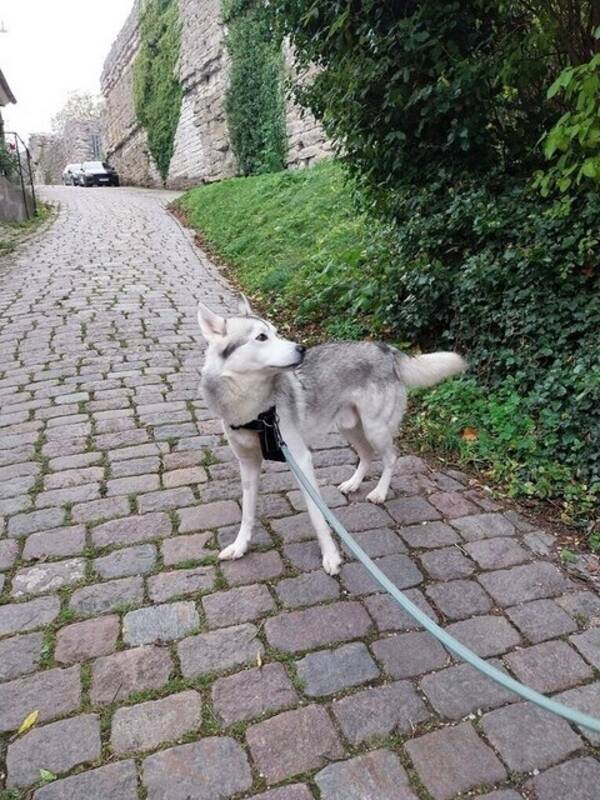 Hund - Huskyn Everest 
