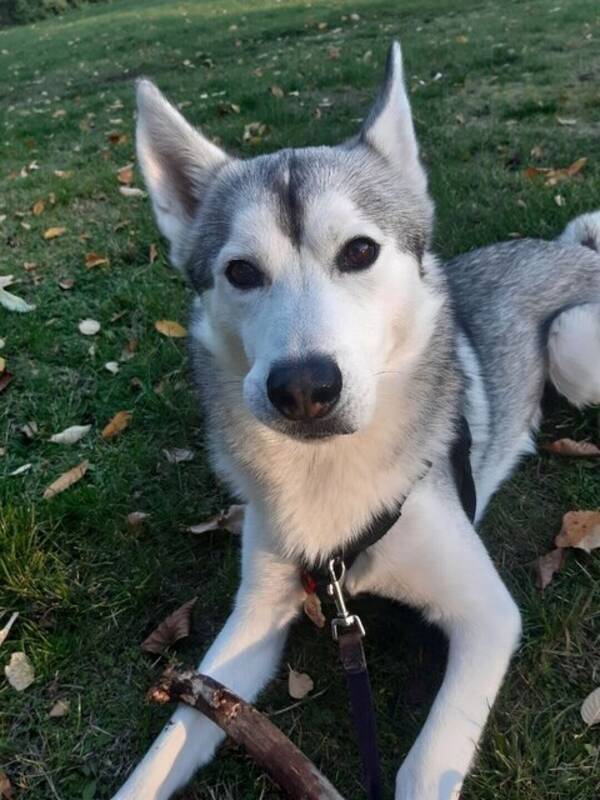 Hund - Huskyn Everest 