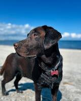 Dante Labrador 