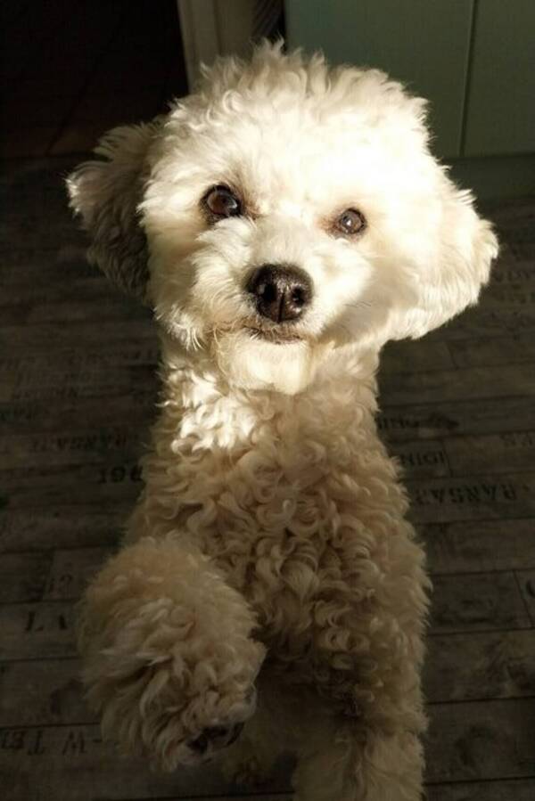 Hund - Ellie