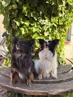 Kiwi och Lovis