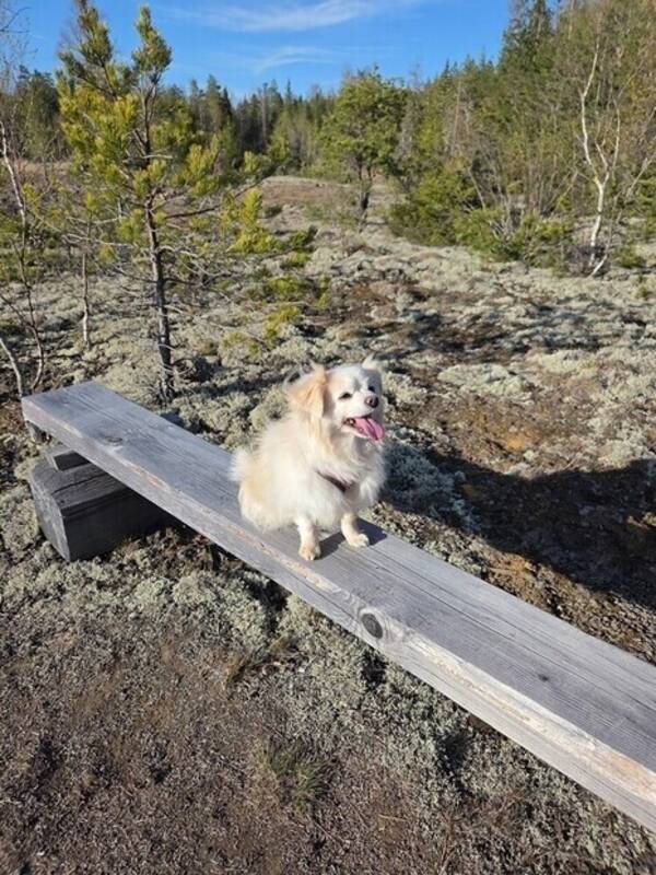 Hund - Totte