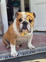 Bulldoggen Ruben