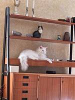 Katten Mauro