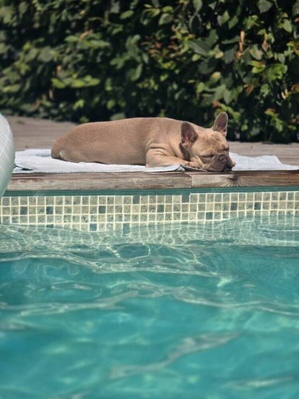 Hund - Buddha