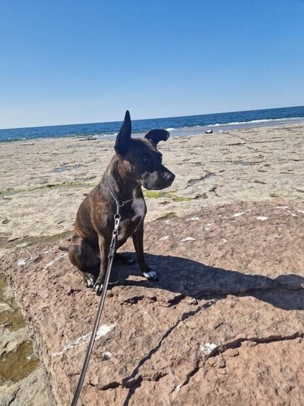 Hund - Blandras 