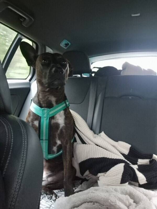Hund - Blandras 