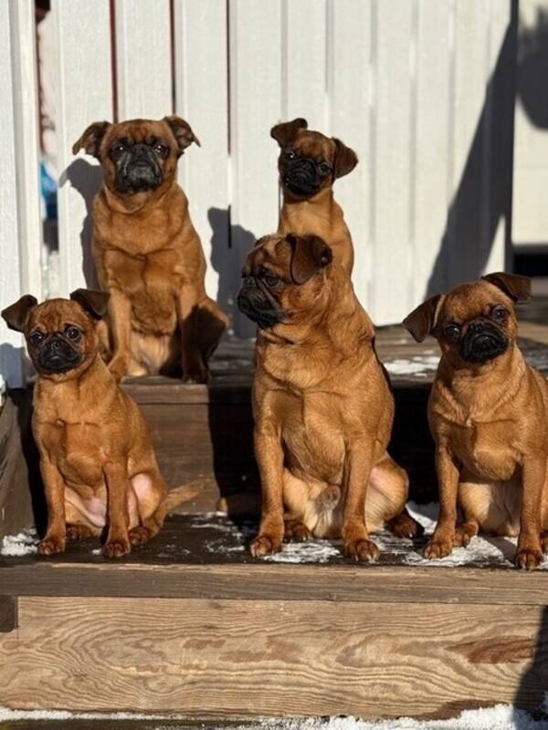Hund - Petit brabancon 