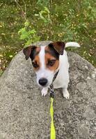Jack Russell Stina