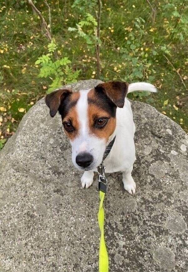 Hund - Jack Russell Stina