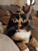 Oda katt