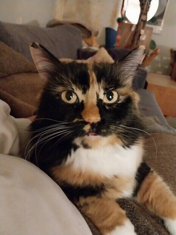 Katt - Oda katt