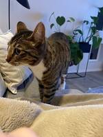 Bengal