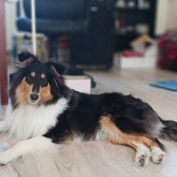 Hund - Collievalpen Guinness