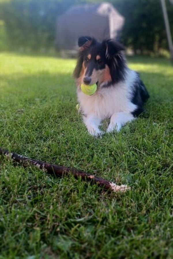 Hund - Collievalpen Guinness