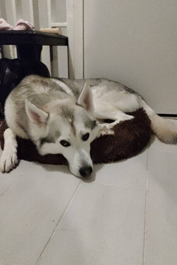 Hund - Husky/Malamute Everest