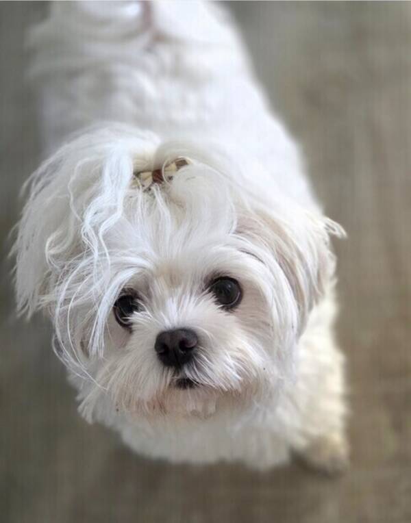 Hund - Malteser