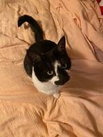 Katten Smulan