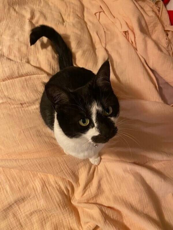 Katt - Katten Smulan