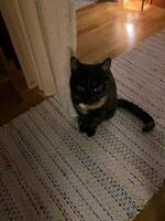 Katten Morris