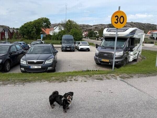 Hund - Leia