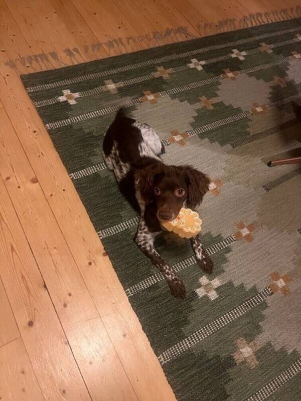 Hund - Bessie, Breton. 