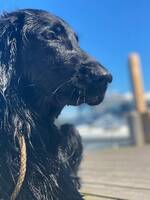 Flatcoated retriever Gracie 