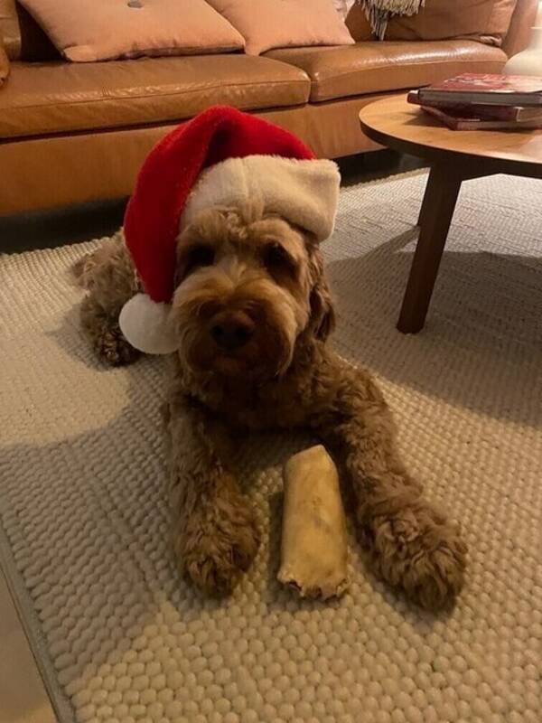 Hund - Australsk 