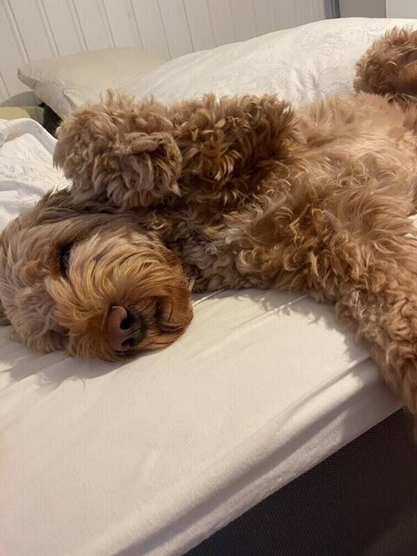 Hund - Australsk 