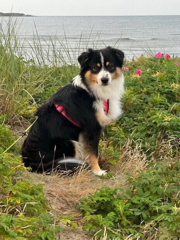 Hund - Masen Leia