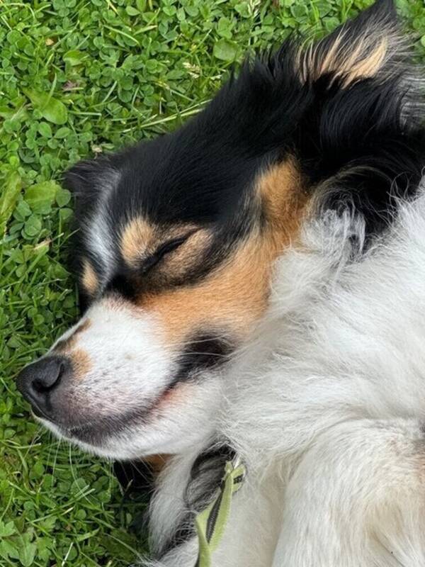 Hund - Masen Leia