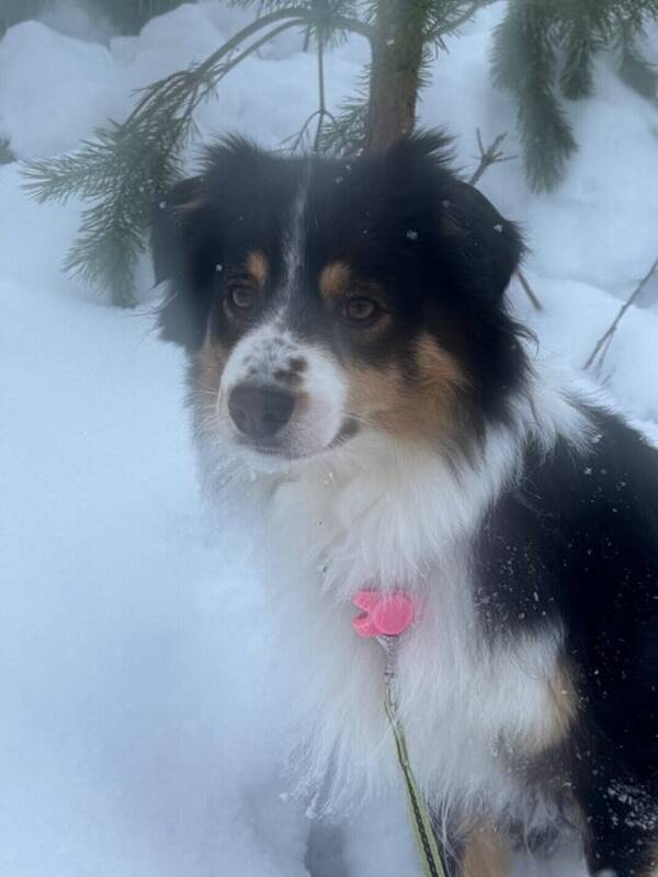 Hund - Masen Leia