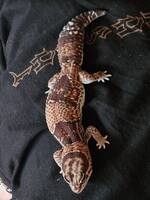 Ödla - Tjocksvansgecko