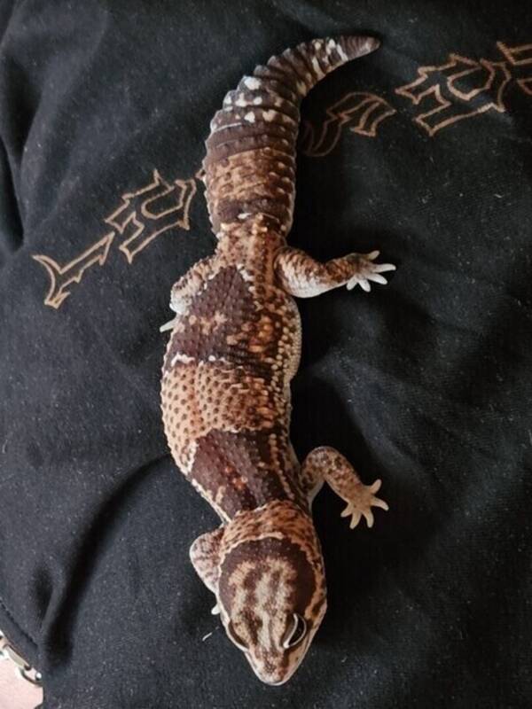 Övrigt - Ödla - Tjocksvansgecko