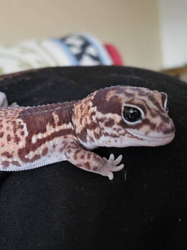 Övrigt - Ödla - Tjocksvansgecko