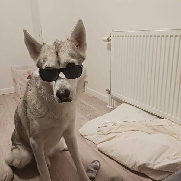 Hund - Husky/Malamute Everest