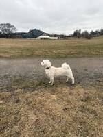 Daisy