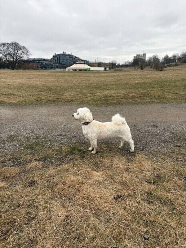 Hund - Daisy