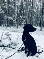 Hund