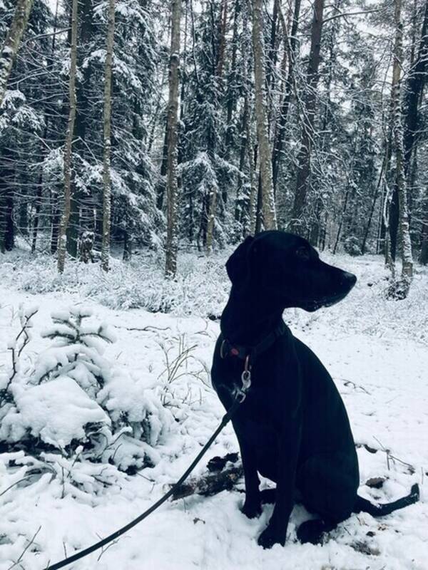 Hund - Hund