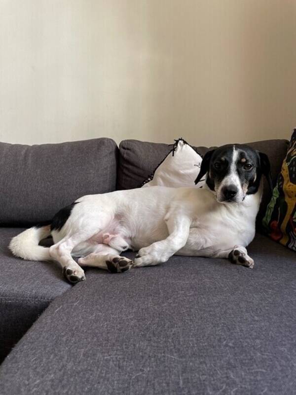 Hund - Tuki