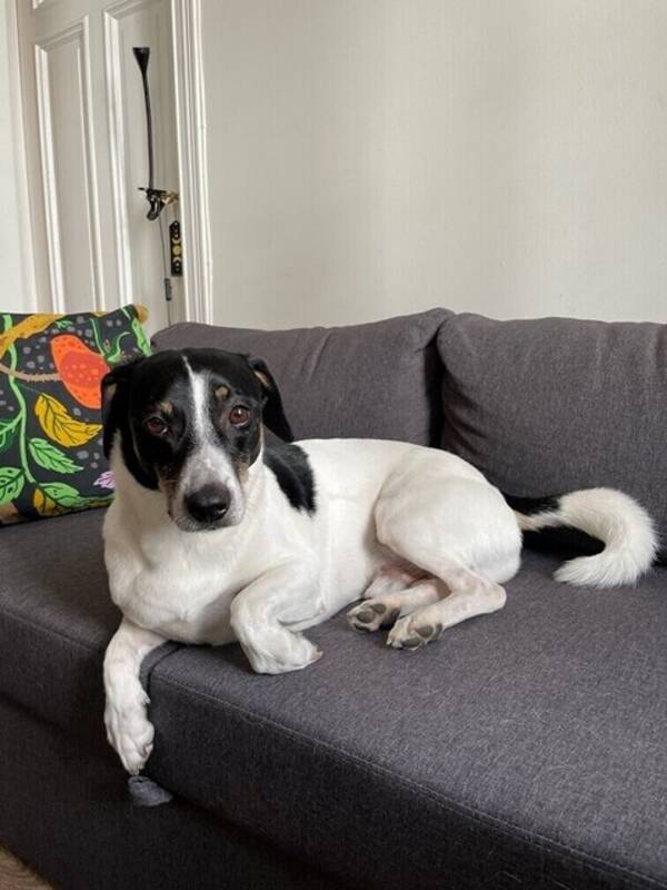 Hund - Tuki