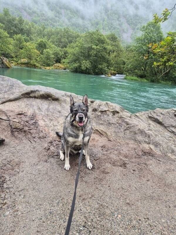 Hund - Jämthund Cindy 