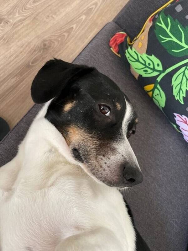 Hund - Tuki